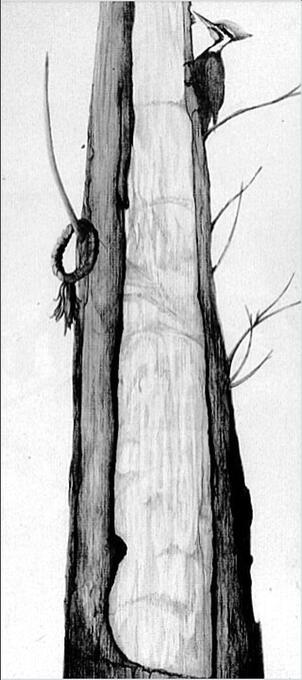 Prayers to the Tree Spirits