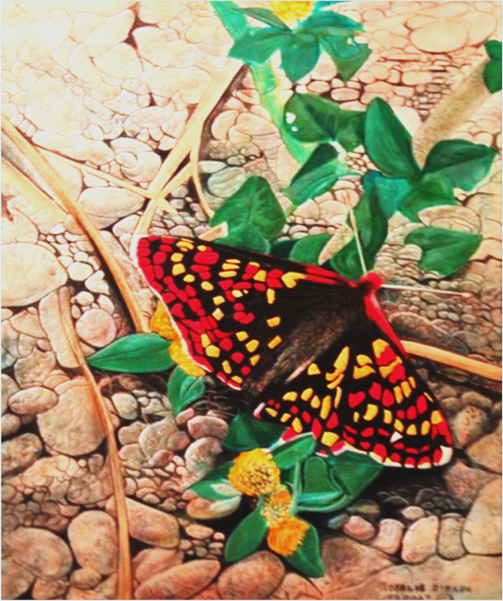 Red and yellow butterfly on green leaves over river stones
