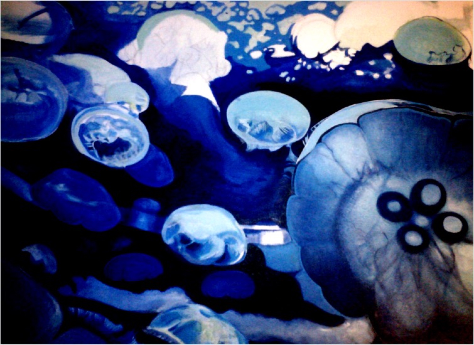 Moon jellies in deep blue water