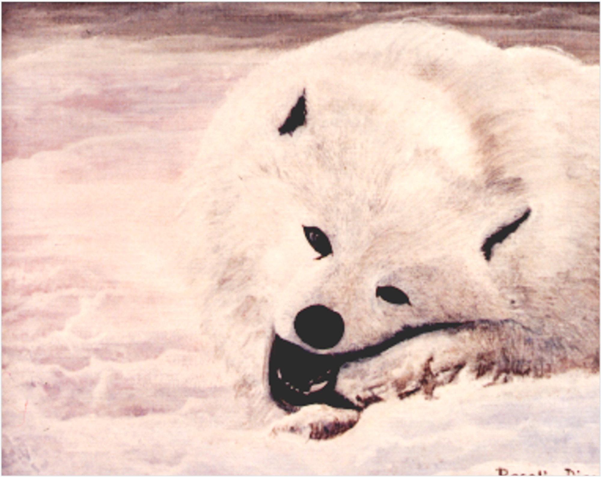 White wolf pup lying in snow, mouth open