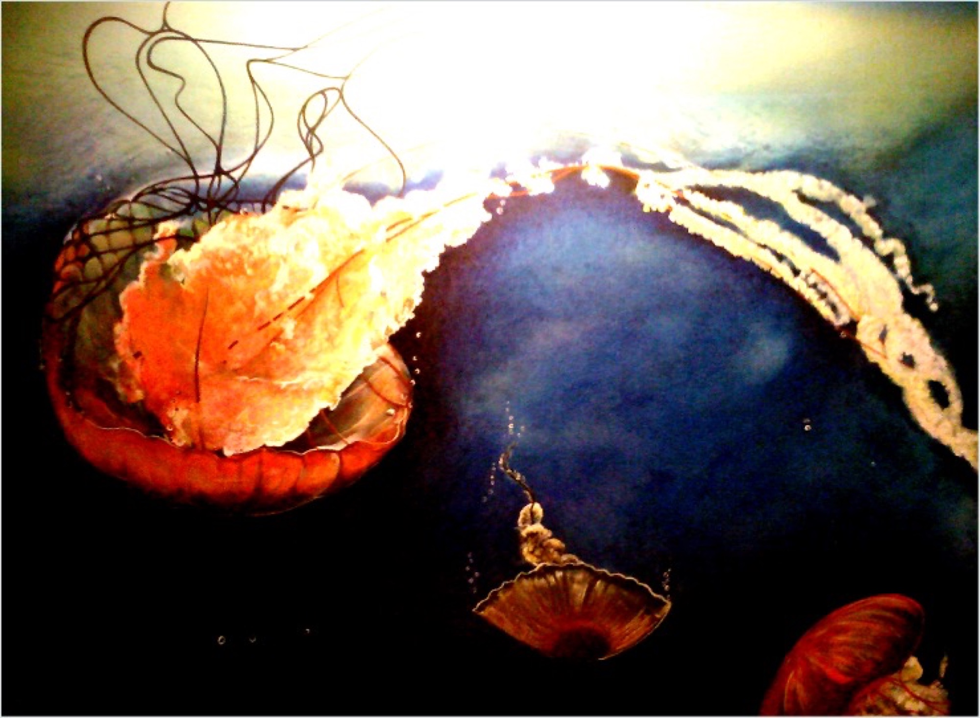 Lion's mane jellyfish catching the light